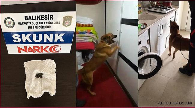 DEDEKTÖR KÖPEK 