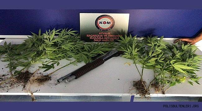 BALIKESİR'DE  BAHÇESİNDE KENEVİR YETİŞTİREN KİŞİYE GÖZALTI