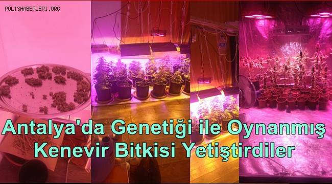 Genetiği ile Oynanmış Kenevir Bitkisi Yetiştirilen Bir İkamete Operasyon Düzenlendi 