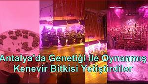 Genetiği ile Oynanmış Kenevir Bitkisi Yetiştirilen Bir İkamete Operasyon Düzenlendi 