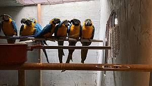Özel İzne Tabi Olan Kaçak Getirilen Jako Papağanı İçin Satış İlanı Verdi 