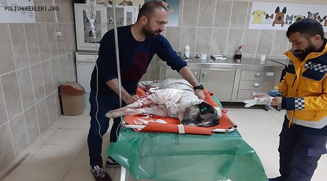 Van'da Yaralı Bulunan Köpek Tedavi Altına Alındı 