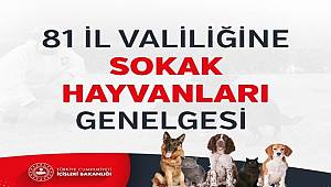 Koronavirüs Tedbirleri Kapsamında 81 İl Valiliğine Sokak Hayvanları Genelgesi