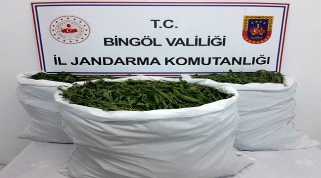 Bingöl'de tarlaya operasyon: 860 bin kök kenevir ele geçirildi 
