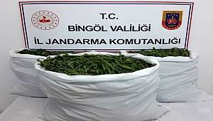 Bingöl'de tarlaya operasyon: 860 bin kök kenevir ele geçirildi 