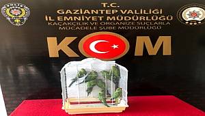 Gaziantep'te, kaçak yollarla getirilen 8 Pakistan papağanı korumaya alındı