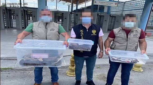 İstanbul Kaçakçlık Suçlarla Mücadele Şube Müdürlüğü ekipleri Satışa Hazır Piton Yılanı ele geçirdi