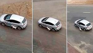 Antalya'da Araçla köpeğini tasmasından sürükleyen sürücü gözaltına alındı