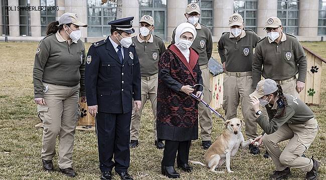 Külliye'deki Atıklar Geri Dönüştürülerek Sokak Hayvanlarına 'Yuva' Oldu
