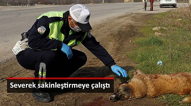 Edirne'de Polis severek sakinleştirdiği yaralı köpeğin başından ayrılmadı