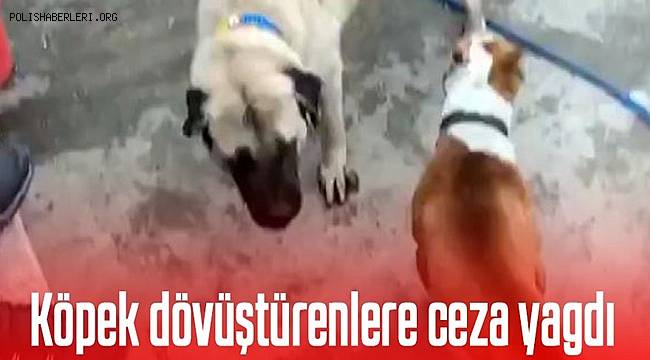 Konya'da Köpek dövüştüren 3 kişiye Ceza