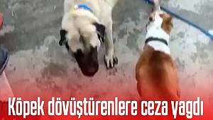 Konya'da Köpek dövüştüren 3 kişiye Ceza
