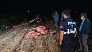 Adana'da tarlada kesilmiş 3 at bulundu