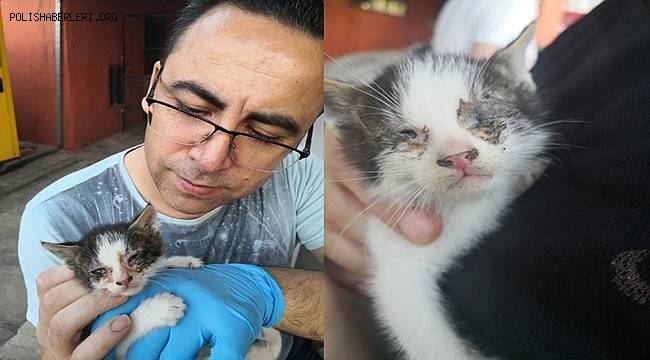 Adana'da bitkin haldeki yavru kediye Emniyet Müdürü sahip çıktı
