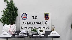 Alanya'da jandarmadan kenevir operasyonu