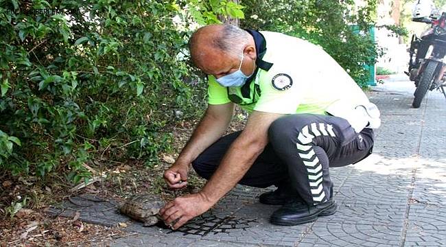 Antalya'da Sıcaktan Bunalan Kaplumbağaya Polis Şefkati