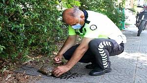 Antalya'da Sıcaktan Bunalan Kaplumbağaya Polis Şefkati