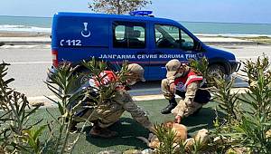 Jandarma ekipleri sokak hayvanlarını unutmadı