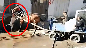 Adana'da sahipsiz pitbull hurdacıların atına saldırdı