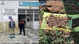 Salep soğanı toplayan 1 kişiye 83 bin 938 lira ceza yedi