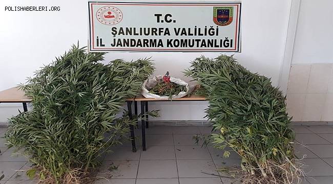 Şanlıurfa’da uyuşturucu operasyonunda 2 tutuklama