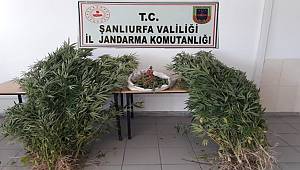 Şanlıurfa’da uyuşturucu operasyonunda 2 tutuklama