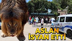 Gaziantep'te aslan alarmı, kafesini parçalayarak kaçan aslan bakıcısını yaraladı
