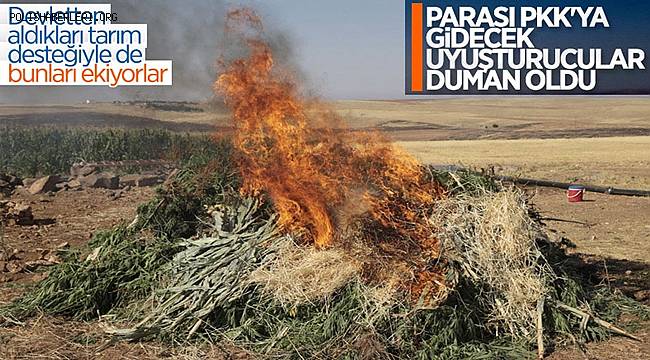 Şanlıurfa'da mısır tarlasında uyuşturucu operasyonu