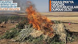 Şanlıurfa'da mısır tarlasında uyuşturucu operasyonu
