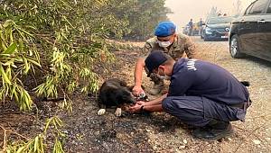 Alevlerin arasından kurtardıkları köpeğe, elleriyle su içirdiler