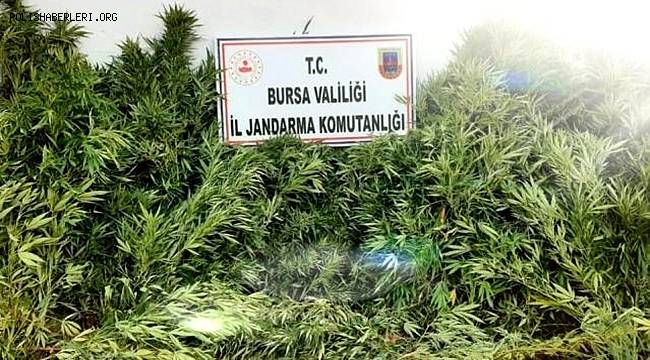 Bursa'da evin bahçesinde ekili 48 kök kenevir ele geçirildi 