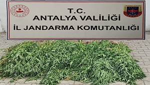 Etrafını duvarla çevirdiği alanı kenevir bahçesi yapmış