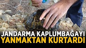 Manavgat'ta jandarma, kaplumbağayı yanmaktan kurtardı