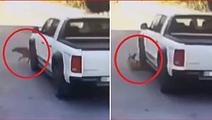 Mersin'de Yolda Yatan Köpeği Ezip Geçen Sürücü Aranıyor