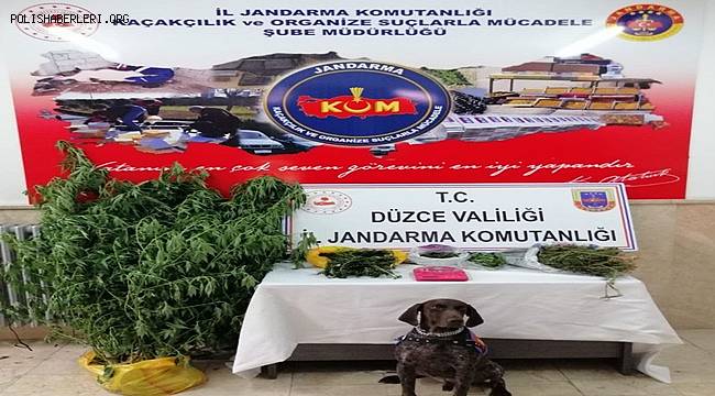 Mısırların arasına kenevir ekti, jandarma yakaladı 