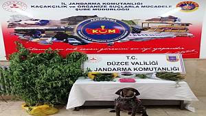 Mısırların arasına kenevir ekti, jandarma yakaladı 