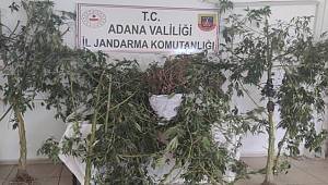 Adana'da evinde esrar ve kenevir ele geçirilen şüpheli gözaltına alındı