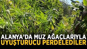 Antalya'da muz bahçesinde 43 kök kenevir ve 20 gram esrar ele geçirdi