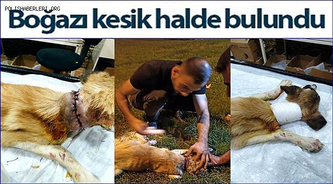Gaziantep'te boğazı kesik halde köpek bulundu