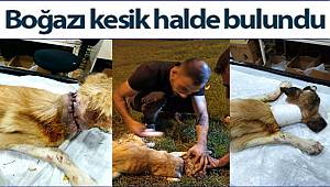 Gaziantep'te boğazı kesik halde köpek bulundu