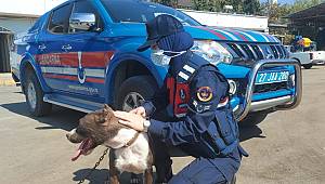 Gaziantep'te zincirle otomobil arkasına bağlanan köpeği jandarma ekipleri kurtardı
