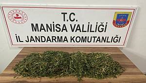 Manisa'da bin 749 kök kenevir ele geçirildi 