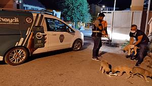 Tunceli'de 6 yavru köpeği torbaya koyup nehir kenarına attılar