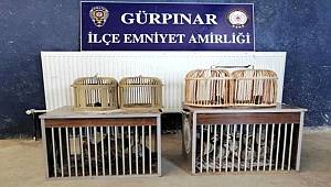 Van'da 2 pitbull'a el konuldu, sahiplerine 28 bin lira ceza kesildi