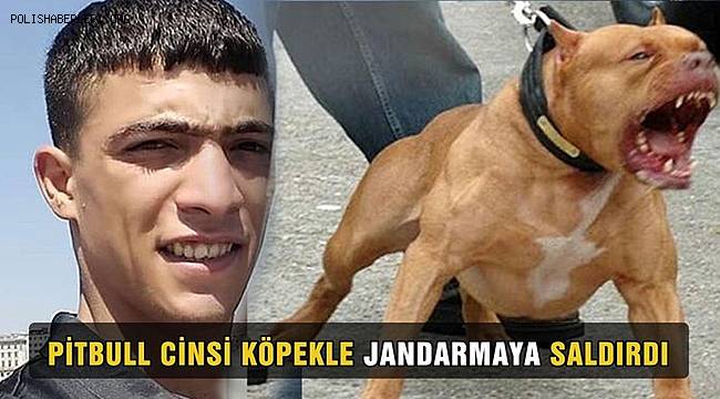 Batman'da pitbull cinsi köpeği jandarmanın üzerine saldırtıp kaçan şahıs, ateş edilerek yakalandı