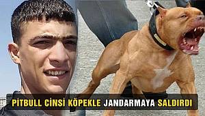 Batman'da pitbull cinsi köpeği jandarmanın üzerine saldırtıp kaçan şahıs, ateş edilerek yakalandı