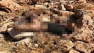 Cezaevinden yeni çıkan adamın cansız bedeninin 4 gün boyunca boş arazide olduğu anlaşıldı