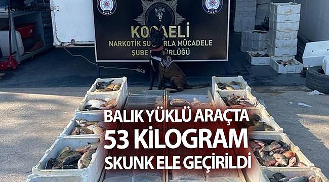 Kocaeli'de balık yüklü araçta 53 kilo skunk esrar ele geçirildi