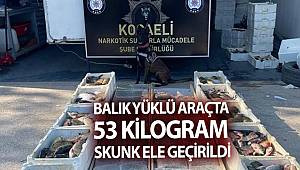 Kocaeli'de balık yüklü araçta 53 kilo skunk esrar ele geçirildi