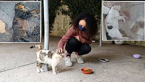 Gaziantep'te Faili Meçhul Kedi Cinayetleri
